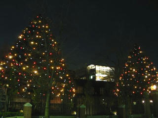 立教大学のクリスマスツリー