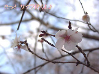 冬桜（一重）03