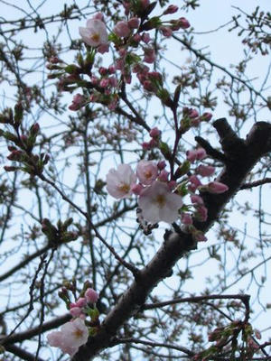 3月26日の桜01