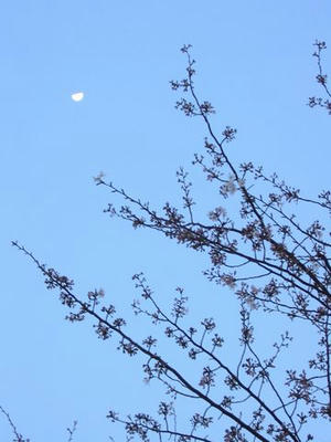 3月26日の桜03