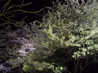 3月29日の桜03