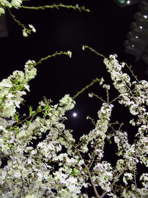 3月29日の桜04