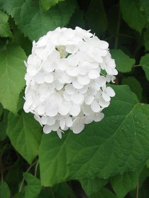 白い紫陽花　その2