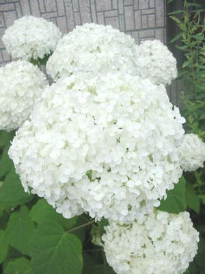白い紫陽花その3☆01