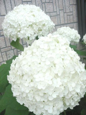 白い紫陽花その3☆02