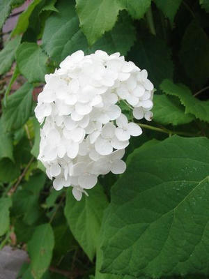 白い紫陽花その3☆03